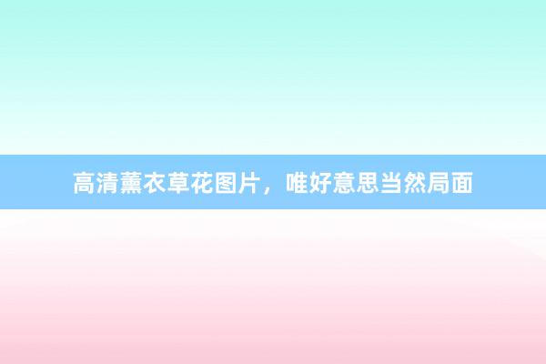 高清薰衣草花图片，唯好意思当然局面